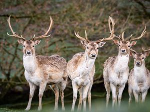 Preview wallpaper deer, antlers, animal, glance, wildlife