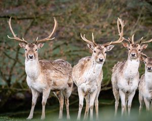 Preview wallpaper deer, antlers, animal, glance, wildlife