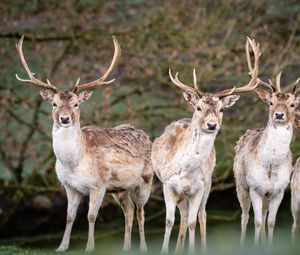 Preview wallpaper deer, antlers, animal, glance, wildlife