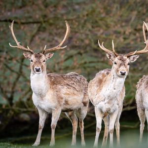 Preview wallpaper deer, antlers, animal, glance, wildlife