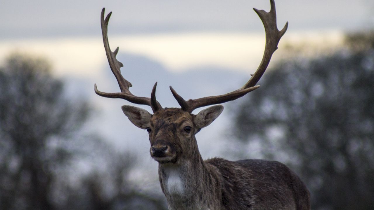 Wallpaper deer, antlers, blur
