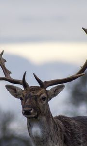 Preview wallpaper deer, antlers, blur