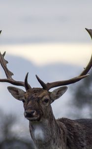 Preview wallpaper deer, antlers, blur