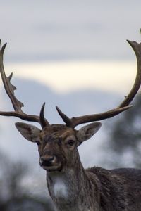 Preview wallpaper deer, antlers, blur