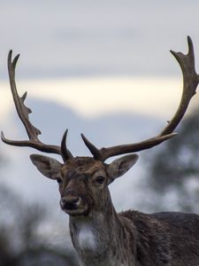 Preview wallpaper deer, antlers, blur