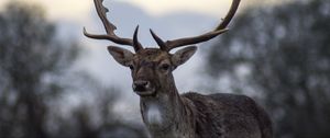 Preview wallpaper deer, antlers, blur