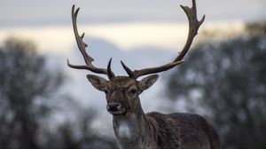 Preview wallpaper deer, antlers, blur
