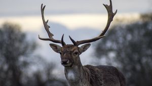 Preview wallpaper deer, antlers, blur