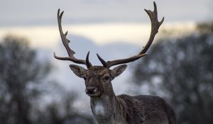 Preview wallpaper deer, antlers, blur