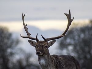 Preview wallpaper deer, antlers, blur