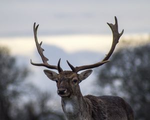 Preview wallpaper deer, antlers, blur