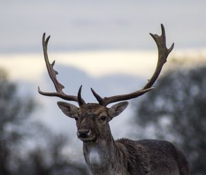 Preview wallpaper deer, antlers, blur