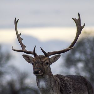 Preview wallpaper deer, antlers, blur