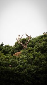 Preview wallpaper deer, antlers, bushes, animal, sky