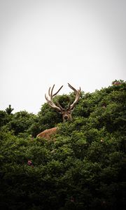 Preview wallpaper deer, antlers, bushes, animal, sky