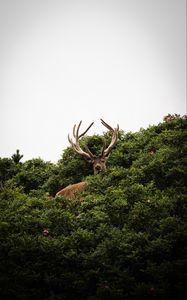 Preview wallpaper deer, antlers, bushes, animal, sky