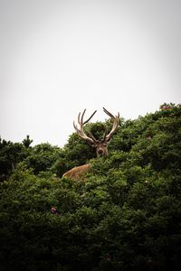 Preview wallpaper deer, antlers, bushes, animal, sky