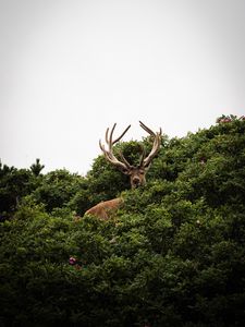 Preview wallpaper deer, antlers, bushes, animal, sky