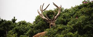 Preview wallpaper deer, antlers, bushes, animal, sky