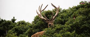 Preview wallpaper deer, antlers, bushes, animal, sky