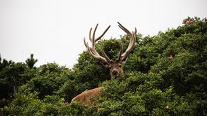 Preview wallpaper deer, antlers, bushes, animal, sky