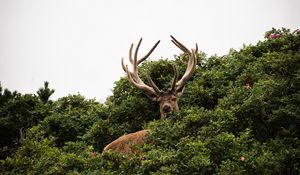 Preview wallpaper deer, antlers, bushes, animal, sky