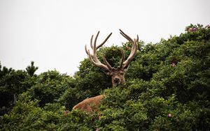 Preview wallpaper deer, antlers, bushes, animal, sky