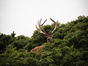 Preview wallpaper deer, antlers, bushes, animal, sky