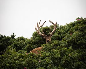 Preview wallpaper deer, antlers, bushes, animal, sky