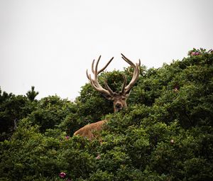 Preview wallpaper deer, antlers, bushes, animal, sky