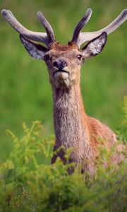 Preview wallpaper deer, antlers, glance, animal, wildlife