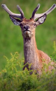 Preview wallpaper deer, antlers, glance, animal, wildlife