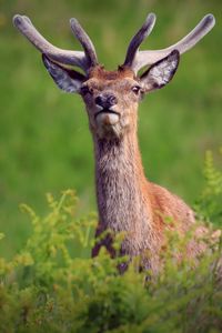 Preview wallpaper deer, antlers, glance, animal, wildlife