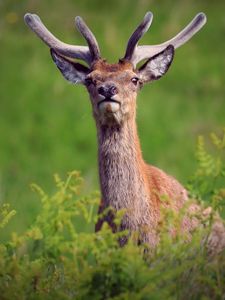 Preview wallpaper deer, antlers, glance, animal, wildlife