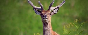 Preview wallpaper deer, antlers, glance, animal, wildlife