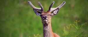 Preview wallpaper deer, antlers, glance, animal, wildlife