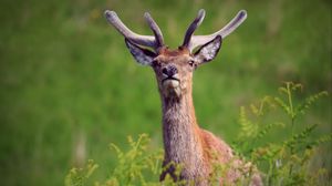 Preview wallpaper deer, antlers, glance, animal, wildlife