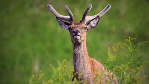 Preview wallpaper deer, antlers, glance, animal, wildlife