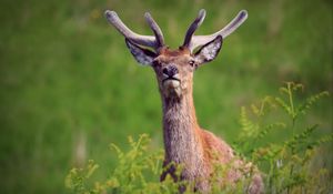 Preview wallpaper deer, antlers, glance, animal, wildlife