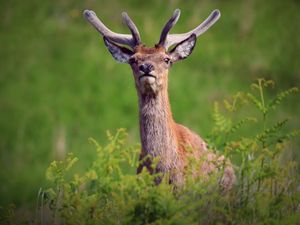 Preview wallpaper deer, antlers, glance, animal, wildlife