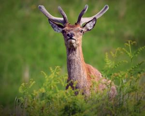 Preview wallpaper deer, antlers, glance, animal, wildlife