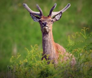 Preview wallpaper deer, antlers, glance, animal, wildlife