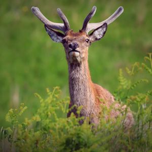 Preview wallpaper deer, antlers, glance, animal, wildlife