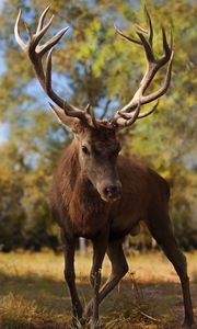 Preview wallpaper deer, antlers, grass, walk