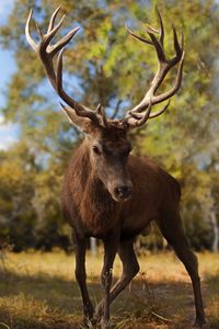 Preview wallpaper deer, antlers, grass, walk