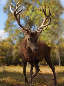 Preview wallpaper deer, antlers, grass, walk