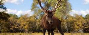 Preview wallpaper deer, antlers, grass, walk