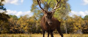 Preview wallpaper deer, antlers, grass, walk