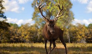 Preview wallpaper deer, antlers, grass, walk