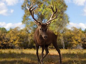 Preview wallpaper deer, antlers, grass, walk